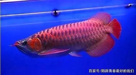 比紅龍魚貴的魚