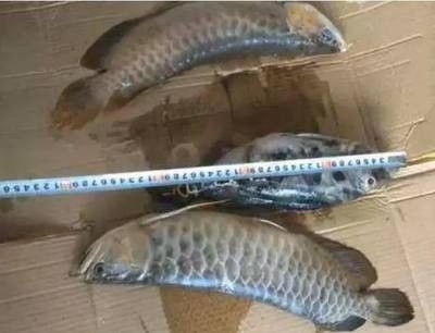 龍魚死亡糾紛案件 龍魚百科