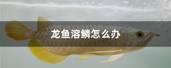 龍魚二個月不換水可以嗎 龍魚百科