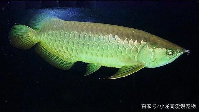 紅翼麒麟龍魚好養(yǎng)嗎怎么養(yǎng)的 龍魚百科 第2張