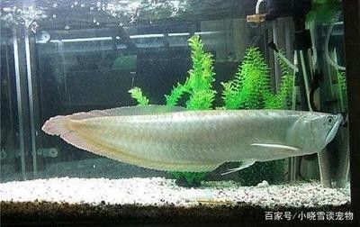 龍魚為什么要養(yǎng)單數(shù)的魚苗