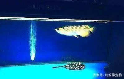 龍魚對魚缸的要求 龍魚百科 第2張