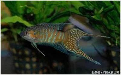 龍魚對魚缸的要求 龍魚百科 第3張