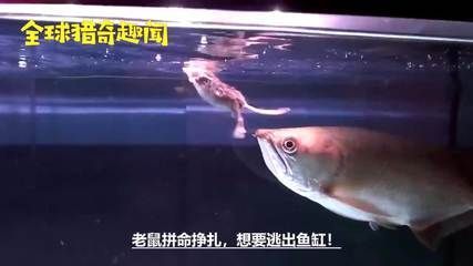 龍魚咬人 龍魚百科