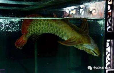 龍魚(yú)休息是什么狀態(tài) 龍魚(yú)百科 第2張