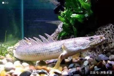 龍魚(yú)休息是什么狀態(tài) 龍魚(yú)百科 第3張