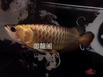 養(yǎng)龍魚過濾棉多長時間洗一回啊 龍魚百科 第3張