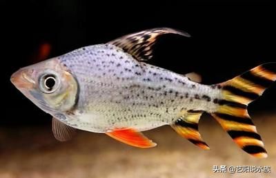 龍魚最佳配魚排行