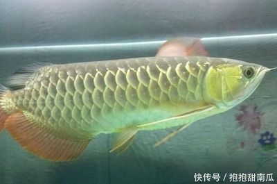 極品金龍魚什么價(jià)格