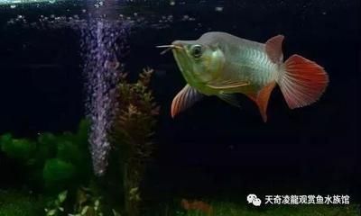 龍魚用不用開小夜燈 龍魚百科