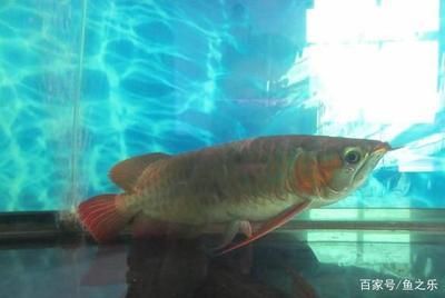 龍魚死亡擋災(zāi)的原因是什么意思