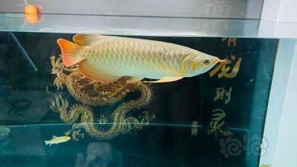 龍魚喜歡水流大還是水流小