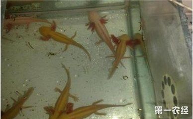 龍魚可以多久不換水會死 龍魚百科 第3張