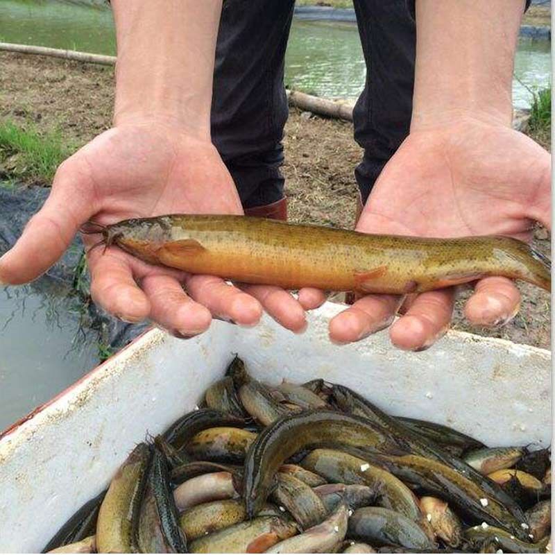 冷凍泥鰍喂龍魚會(huì)死嗎