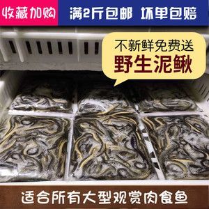 冷凍泥鰍喂龍魚會(huì)死嗎