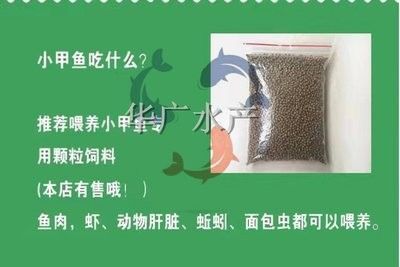 龍魚活體飼料如何殺菌 龍魚百科