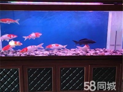 龍魚缸里放什么清潔魚