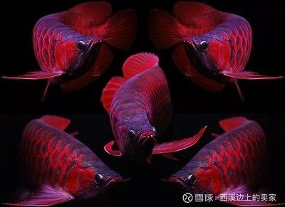 成年紅龍魚幾天喂一次飼料好 龍魚百科 第2張