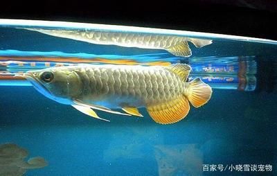 龍魚吃飛鳳嗎 龍魚百科 第2張