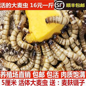 金龍魚吃面包蟲長的快嗎 龍魚百科 第3張