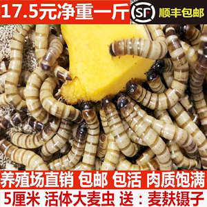 金龍魚吃面包蟲長的快嗎 龍魚百科 第2張