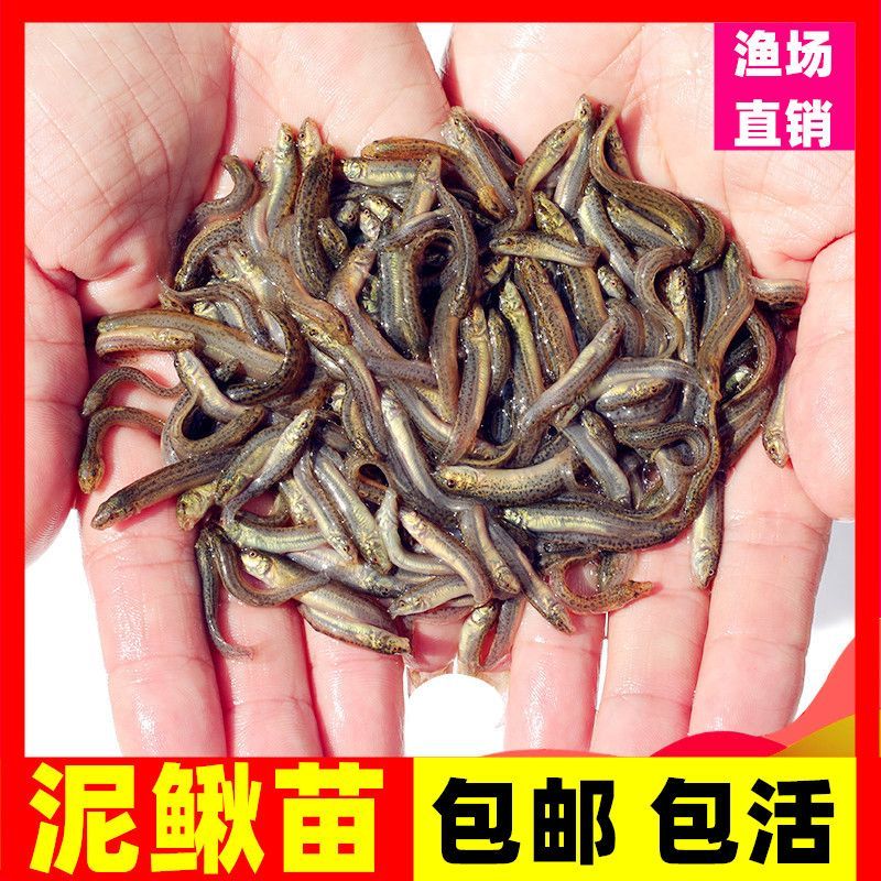 龍魚吃什么餌料長得快 龍魚百科 第3張