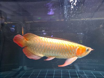 觀賞魚 金龍魚 龍魚百科 第1張