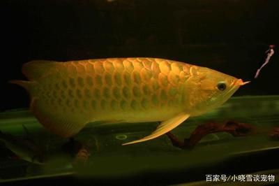 龍魚換水多長時間可以喂食 龍魚百科 第1張