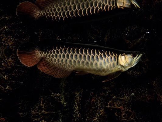 龍魚(yú)只吃蝦不吃魚(yú)怎么辦