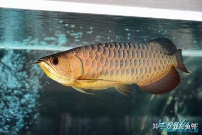 高背龍魚和過(guò)背龍魚的區(qū)別（高背龍魚和過(guò)背龍魚在外觀、血統(tǒng)、爬排和珠鱗等方面差別）