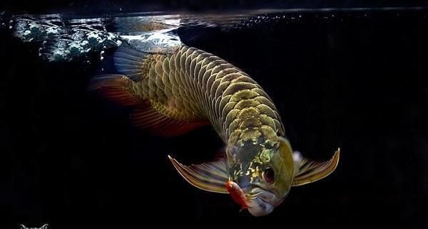 金龍魚(yú)的壽命是多少？（金龍魚(yú)的壽命一般在10-18年左右左右，它的壽命在哪）