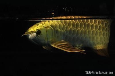 上千萬的龍魚通常指的是非常稀有且昂貴的品種（上千萬的龍魚是什么品種）