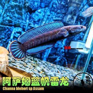 奶茶雷龍魚(yú)配對(duì)的方法和注意事項(xiàng)（奶茶雷龍魚(yú)的配對(duì)方法和注意事項(xiàng)） 龍魚(yú)百科 第2張