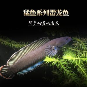 奶茶雷龍魚(yú)配對(duì)的方法和注意事項(xiàng)（奶茶雷龍魚(yú)的配對(duì)方法和注意事項(xiàng)） 龍魚(yú)百科 第1張