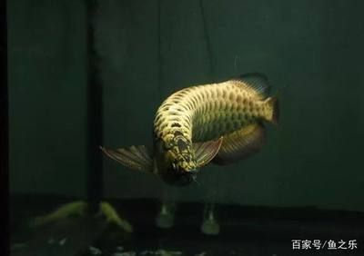 龍魚的飼養(yǎng)方式可以根據(jù)個(gè)人喜好和龍魚的飼養(yǎng)方式進(jìn)行調(diào)整（龍魚是快養(yǎng)好還是慢養(yǎng)好） 龍魚百科 第2張