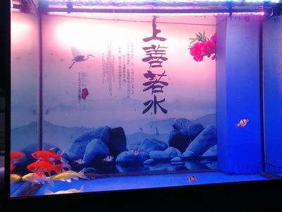 養(yǎng)龍魚的注意事項(xiàng)（養(yǎng)龍魚時(shí)可以在缸底混養(yǎng)一些適合的魚類，缸底裝飾應(yīng)謹(jǐn)慎考慮）