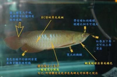 選擇龍魚的一些關(guān)鍵要點(diǎn)（選擇品相良好的龍魚是一項(xiàng)需要專業(yè)知識(shí)和經(jīng)驗(yàn)的任務(wù)） 龍魚百科 第1張