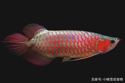 紅龍魚掉鱗后，鱗片的再生需要多長(zhǎng)時(shí)間？（紅龍魚掉鱗后的恢復(fù)過程包括鱗片的再生和色彩的再生） 龍魚百科 第2張