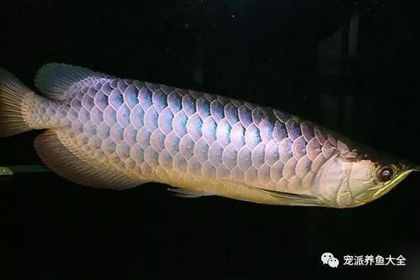 龍魚(yú)黑眼球有白點(diǎn)怎么辦（龍魚(yú)黑眼球出現(xiàn)白點(diǎn)可能是由于多種原因引起的）