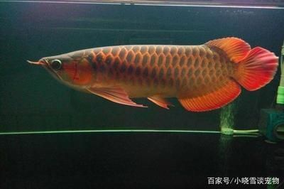 紅龍魚喂食量與喂食頻率的關(guān)系圖：關(guān)于紅龍魚喂食量與喂食頻率的基本知識(shí)