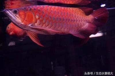 龍魚(yú)吃得少是什么原因造成的：龍魚(yú)吃得少可能是由多種原因造成的