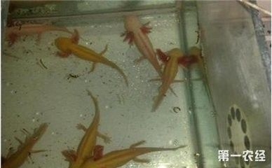 龍魚死亡原因分析圖：探討龍魚死亡原因及其分析圖：龍魚死亡原因及其分析 龍魚百科