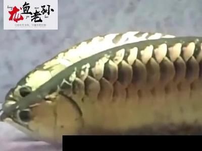 龍魚含卵多久：龍魚含卵的時(shí)間至少為兩個(gè)月