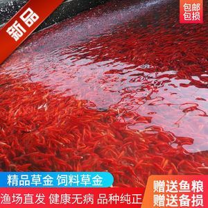 龍魚喂飼料好還是魚好養(yǎng)：關(guān)于龍魚喂飼料好還是喂魚好的討論 龍魚百科