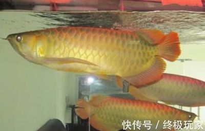 金龍魚過背怎么看品相：金龍魚過背怎么看