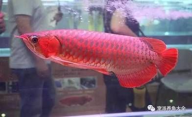 紅龍魚最大可以長到多少厘米：紅龍魚的最大體長可以達(dá)到80到90厘米