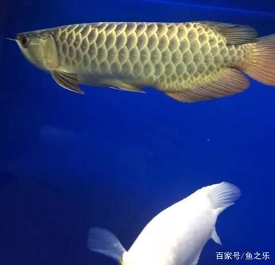 金龍魚吃死魚嗎：關(guān)于金龍魚是否吃死魚的問題