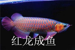 龍魚(yú)銷售平臺(tái)：與龍魚(yú)銷售相關(guān)的幾個(gè)平臺(tái)和應(yīng)用