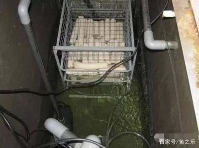 龍魚過濾材料 多久：龍魚過濾材料多久換一次