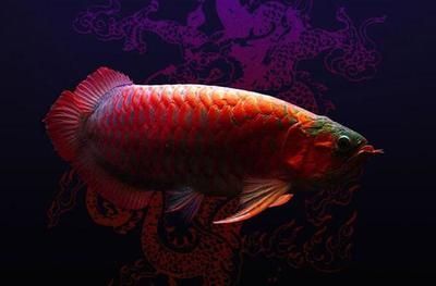 紅龍魚背景圖：關(guān)于紅龍魚背景圖設(shè)計的要點 龍魚百科